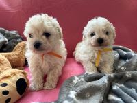 Sula i Lilo - 6 tygodni